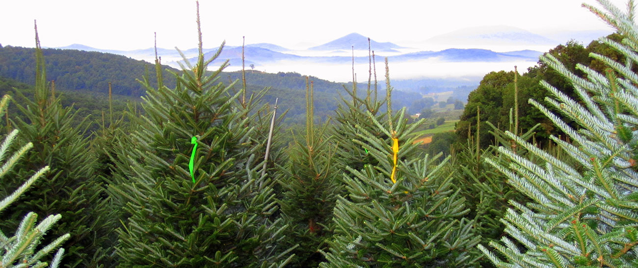 Cranberry Tree Farm