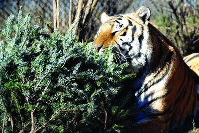 picking the perfect tree!