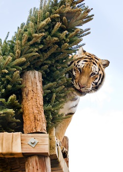 picking the perfect tree!
